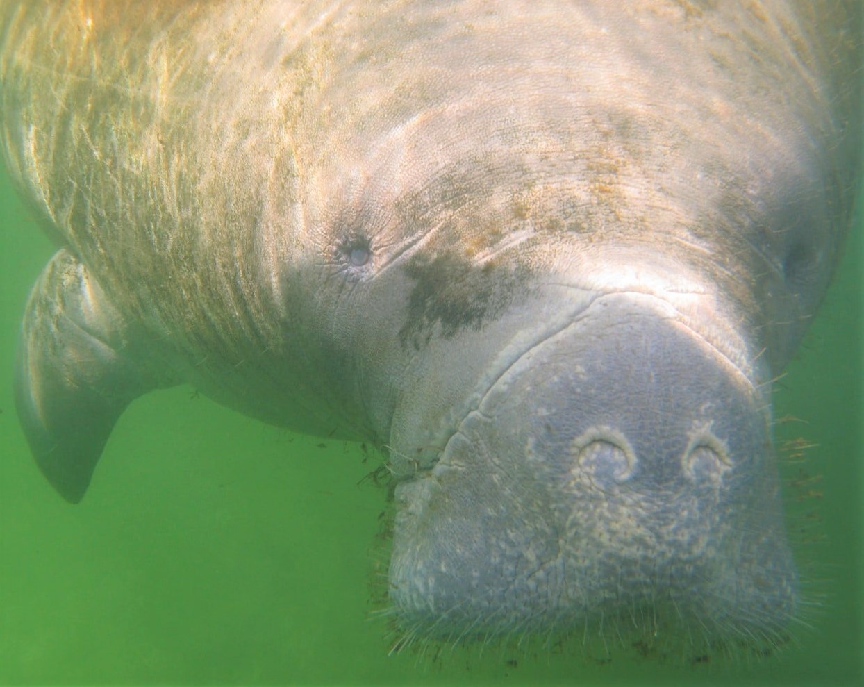 Manatees In Local Waterways