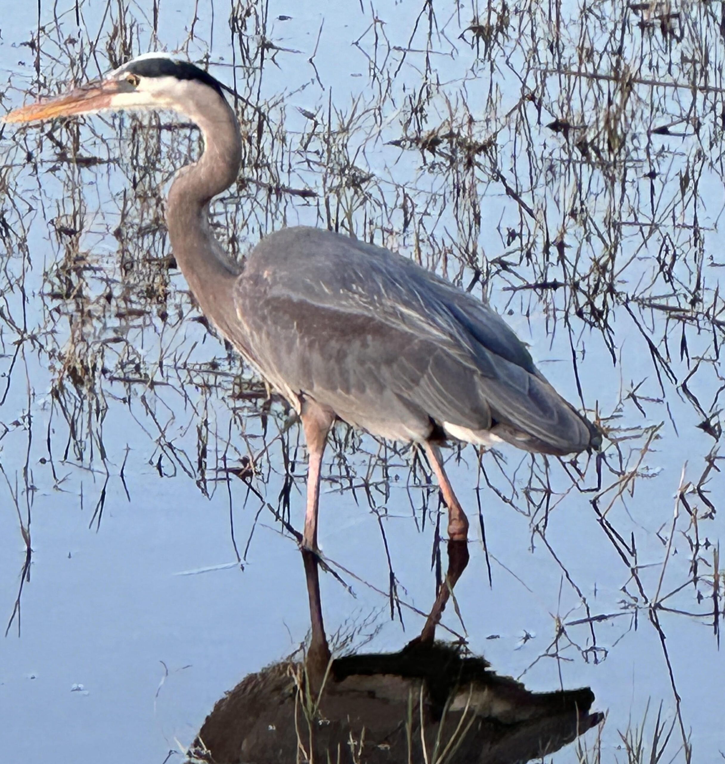 Wayne Harbaugh shot this photo of a Gray Heron at the Lakes of Mount Dora