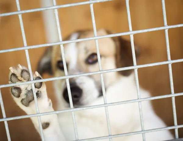 Dog in Shelter